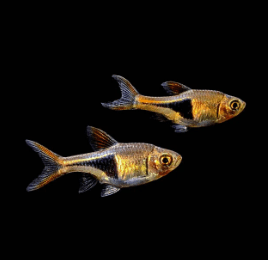 Harlequin Rasbora - FreshWaterAquatica.com