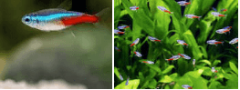 Neon tetra - FreshWaterAquatica.com