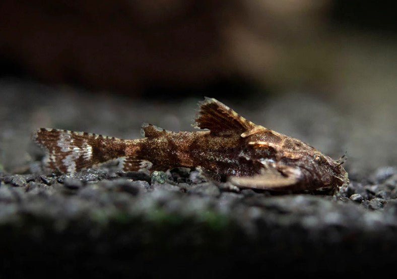 Stone Catfish as Hara jerdoni