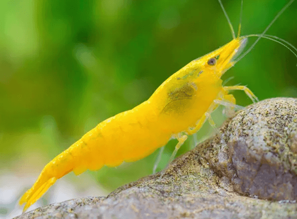 Yellow Shrimp - FreshWaterAquatica.com