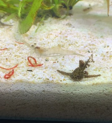 Stone Catfish as Hara jerdoni