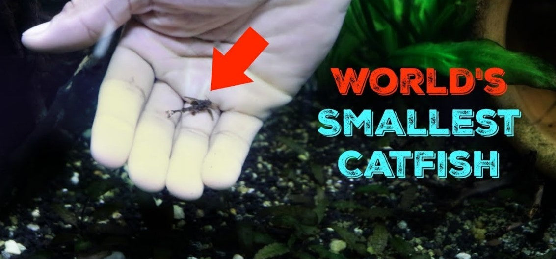 Stone Catfish as Hara jerdoni