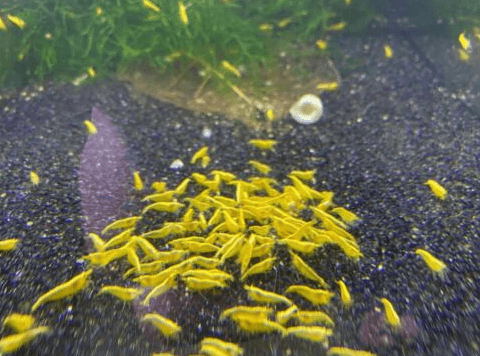 Yellow Shrimp - FreshWaterAquatica.com