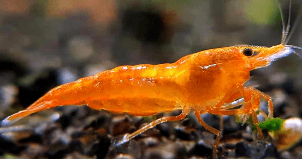 Orange Shrimp - FreshWaterAquatica.com