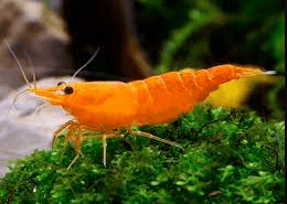Orange Shrimp - FreshWaterAquatica.com