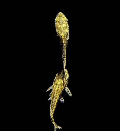 Otocinclus - FreshWaterAquatica.com