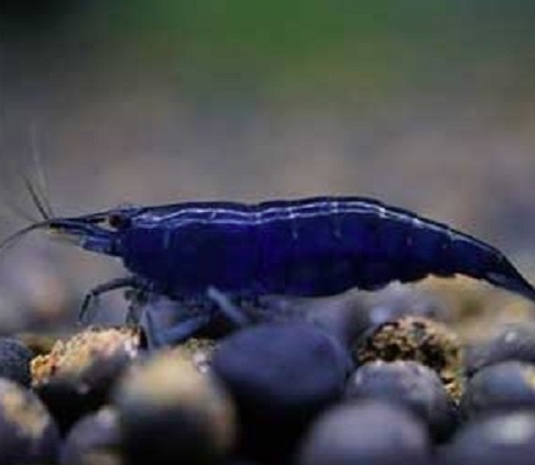 Blue Shrimp - FreshWaterAquatica.com
