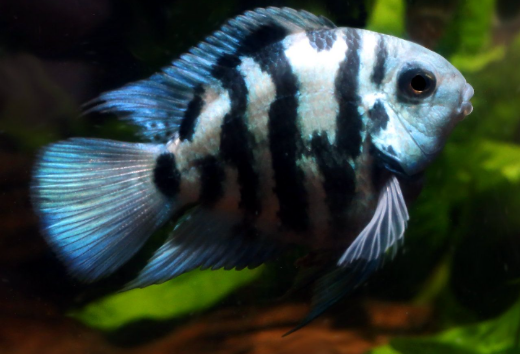 Polar Parrot cichlids
