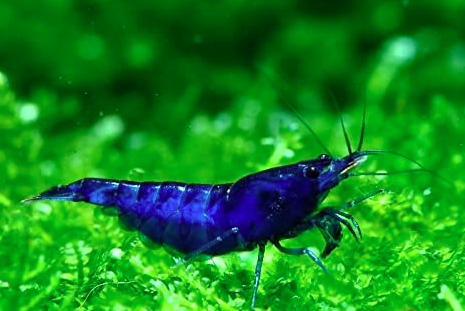 Blue Shrimp - FreshWaterAquatica.com