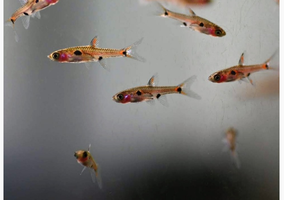 DWARF RASBORA BORARAS MACULATUS - FreshWaterAquatica.com