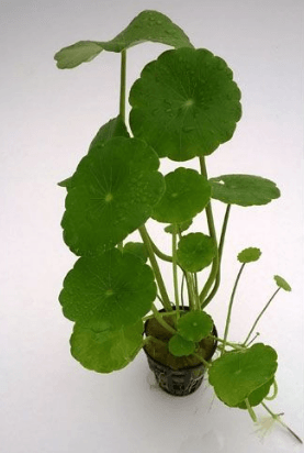 Hydrocotyle Verticillata - FreshWaterAquatica.com