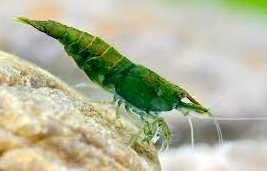 Green Shrimp - FreshWaterAquatica.com