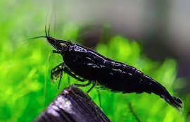 Back Shrimp - FreshWaterAquatica.com
