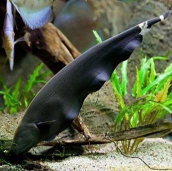 Black ghost knifefish 3 inches - FreshWaterAquatica.com