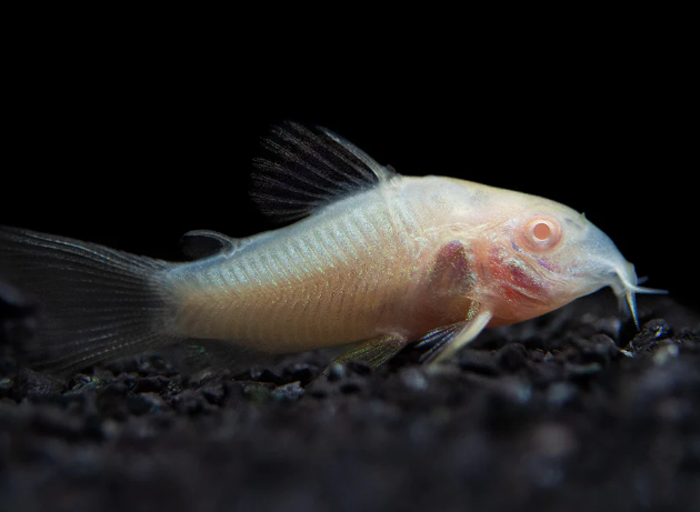 Albino Cory - FreshWaterAquatica.com