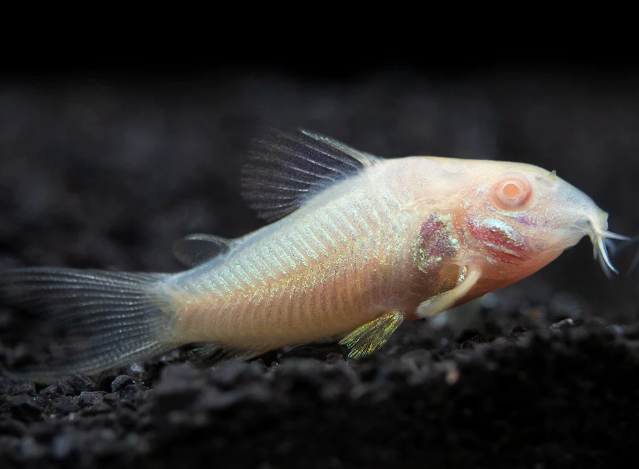 Albino Cory - FreshWaterAquatica.com