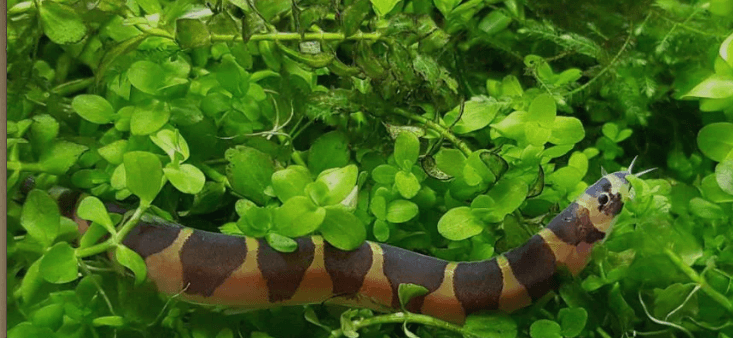 Khuli Loach - FreshWaterAquatica.com