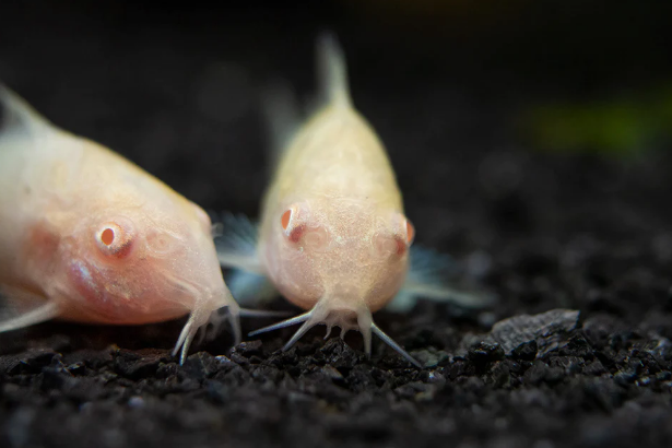Albino Cory - FreshWaterAquatica.com