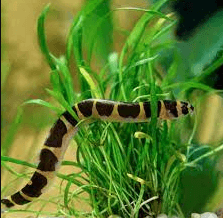 Khuli Loach - FreshWaterAquatica.com
