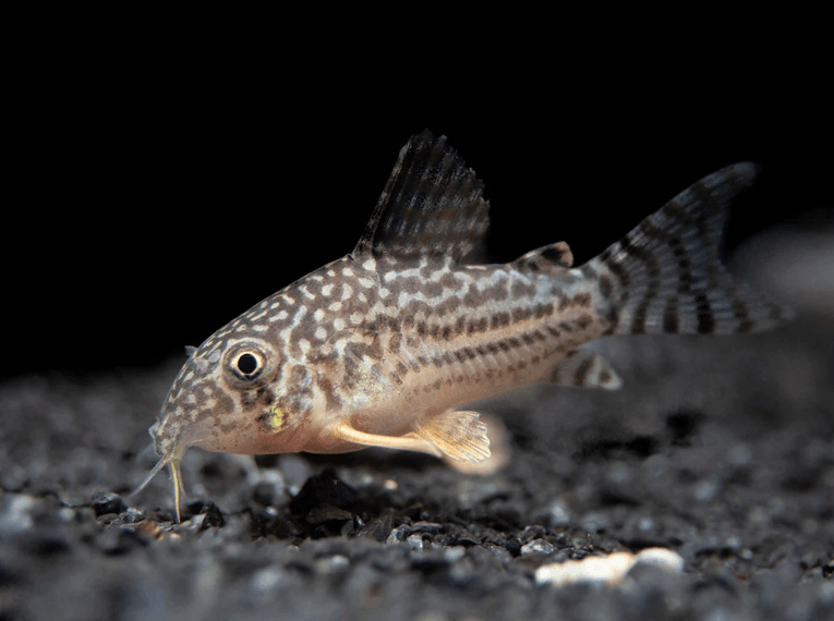 STERBAI CORYDORA - FreshWaterAquatica.com