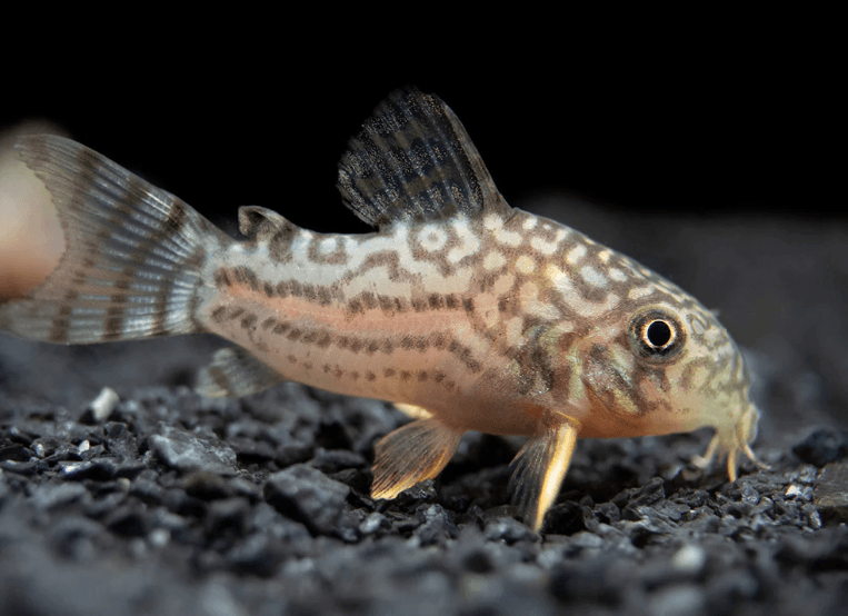 STERBAI CORYDORA - FreshWaterAquatica.com