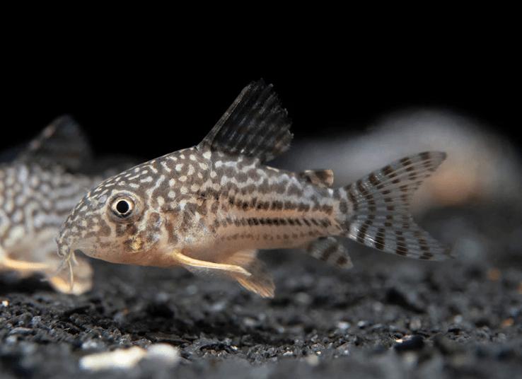 STERBAI CORYDORA - FreshWaterAquatica.com