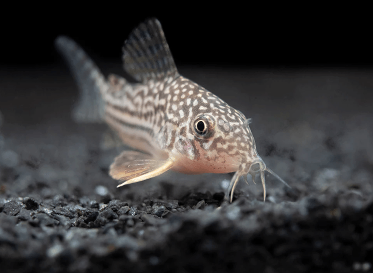 STERBAI CORYDORA - FreshWaterAquatica.com