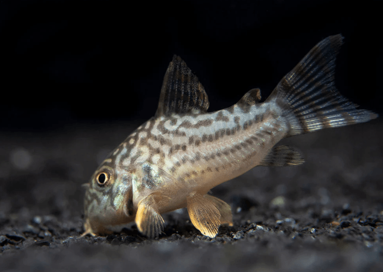 STERBAI CORYDORA - FreshWaterAquatica.com