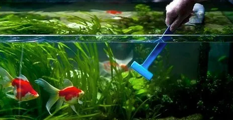 AQUARIUM CLEANING SERVICES for Community tank - FreshWaterAquatica.com