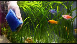 AQUARIUM CLEANING SERVICES for Community tank - FreshWaterAquatica.com