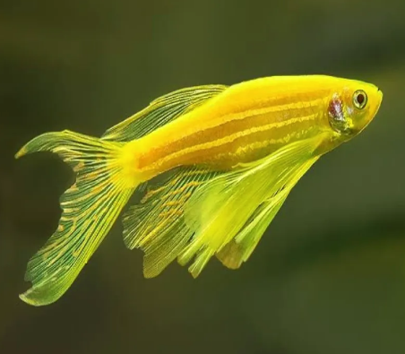 Green Veil Tail 2 inches Zebra XXL - FreshWaterAquatica.com