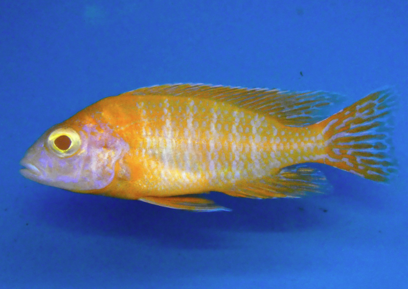 Albino Peacock Cichlid - FreshWaterAquatica.com
