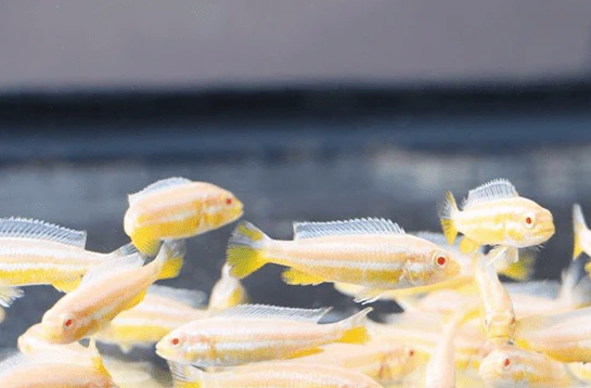 Albino Auratus - FreshWaterAquatica.com