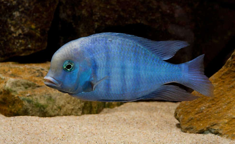 Blue Dolphin Cichlid - FreshWaterAquatica.com