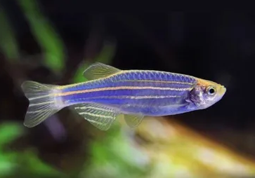 Blue Zebra Danio - FreshWaterAquatica.com