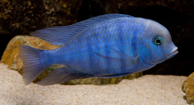 Blue Dolphin Cichlid - FreshWaterAquatica.com