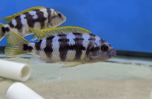 Petro chitimba - FreshWaterAquatica.com