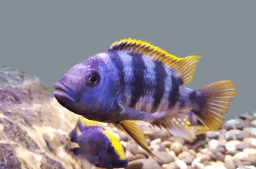 Petro chitimba - FreshWaterAquatica.com