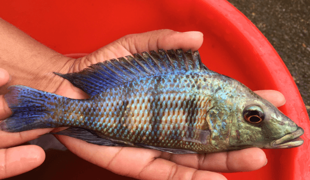 Rostratus Cichlid - FreshWaterAquatica.com