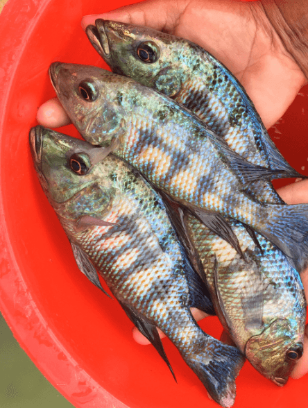 Rostratus Cichlid - FreshWaterAquatica.com