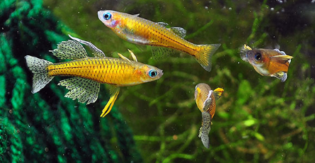 Gertrude Rainbowfish - FreshWaterAquatica.com