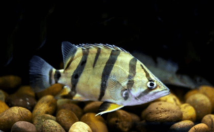 Siamese Tigerfish ( 2.5 to 3 inches ) Datniodes - FreshWaterAquatica.com