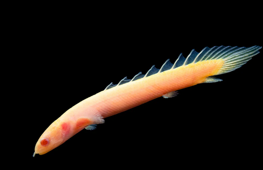 Albino senegal bichir - FreshWaterAquatica.com