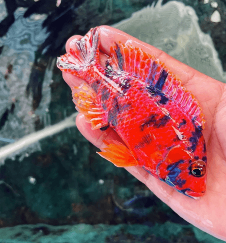 OB Peacock Red Cichlid - FreshWaterAquatica.com