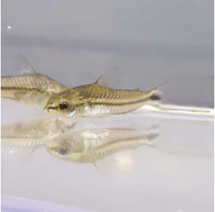 Pygmy Cory - FreshWaterAquatica.com