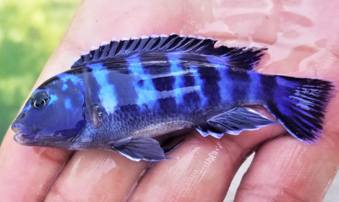 Demosoni Cichlid - FreshWaterAquatica.com