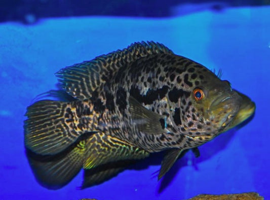 Jaguar CICHLID 8 inches