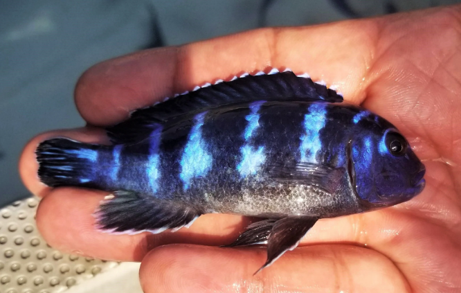 Demosoni Cichlid - FreshWaterAquatica.com