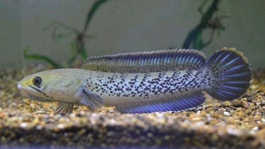 Channa stewarti 'Karbi Anglong' 7''-8''