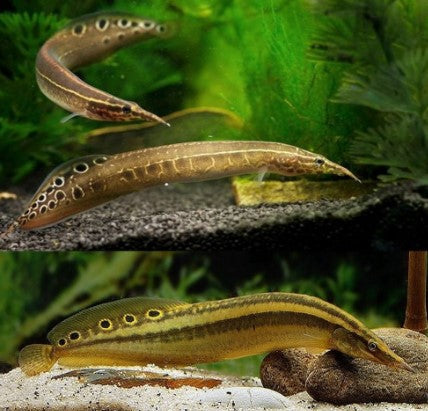 Macrognathus pancalus Spiny Green Eel